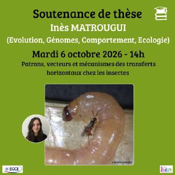 Patrons, vecteurs et mécanismes des transferts horizontaux chez les insectes