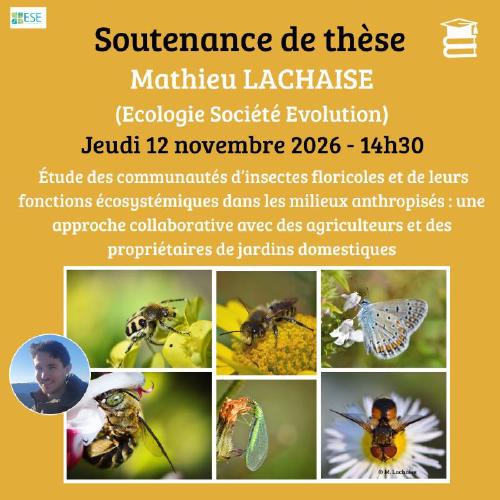 Étude des communautés d’insectes floricoles et de leurs fonctions écosystémiques dans les milieux anthropisés : une approche collaborative avec des agriculteurs et des propriétaires de jardins domestiques