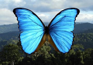Coevolution between colouration and vision in sympatry : a Morpho butterfly case study