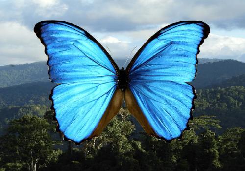 Coevolution between colouration and vision in sympatry : a Morpho butterfly case study