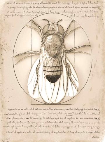 Revisiting the age-old debate on fluctuating asymmetry and sexual selection
